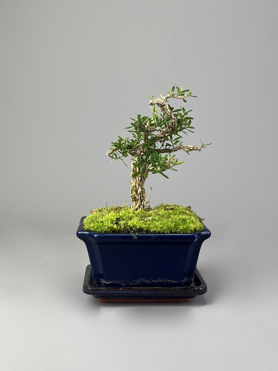 Bonsai online Versand / Shop - www.bonsai-hassler.de