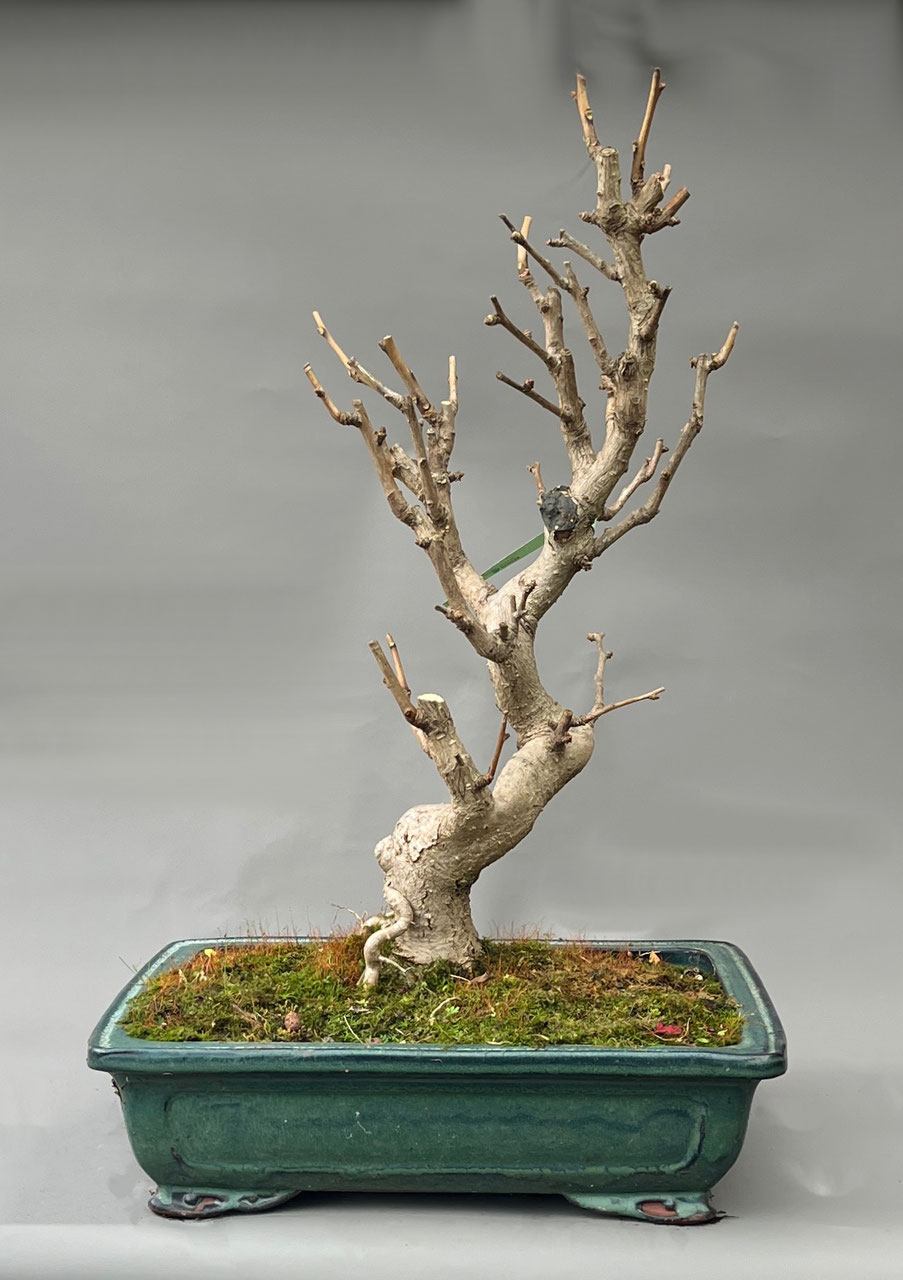 Fcherblattbaum, Ginkgo Bonsai shop - www.bonsai-hassler.de