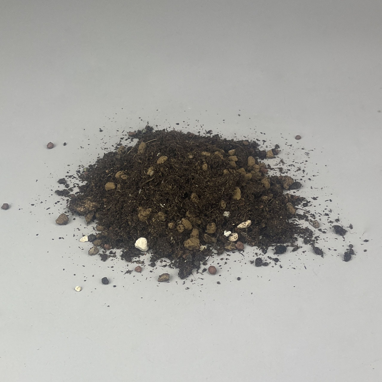 ficus buxifolia bonsai Buy Ficus Ginseng Plants Online