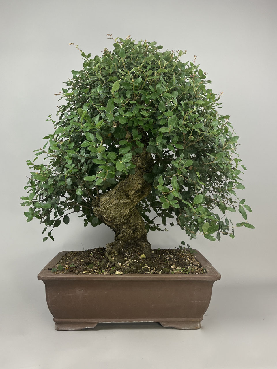 Korkeiche, Quercus suber, Bonsaishop - www.bonsai-hassler.de