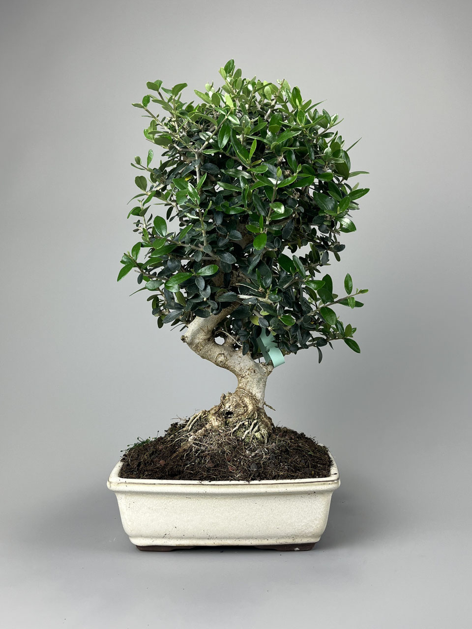 lbaum / Olivenbaum Bonsai Shop - www.bonsai-hassler.de