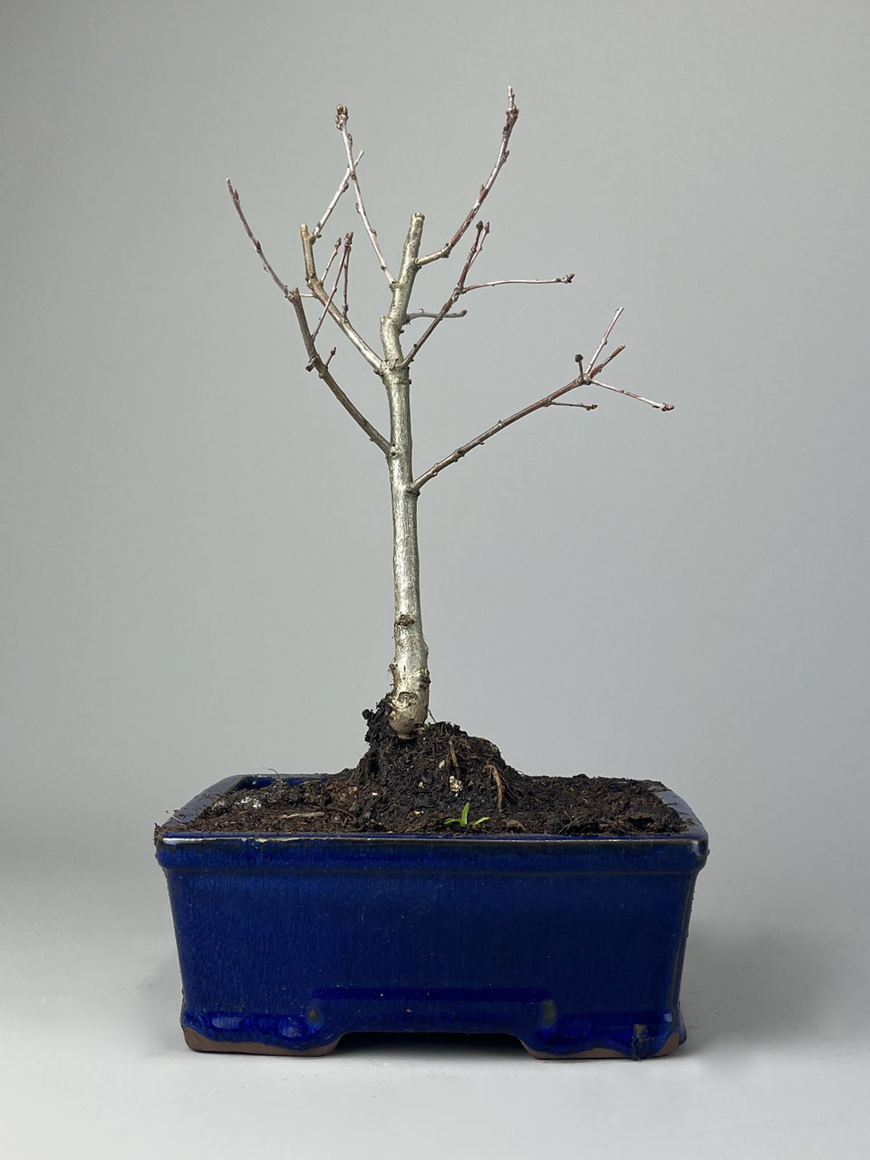 bonsai ungeziefer Seedeo® Österreichische Schwarzkiefer Bonsai 30 Samen main image 0