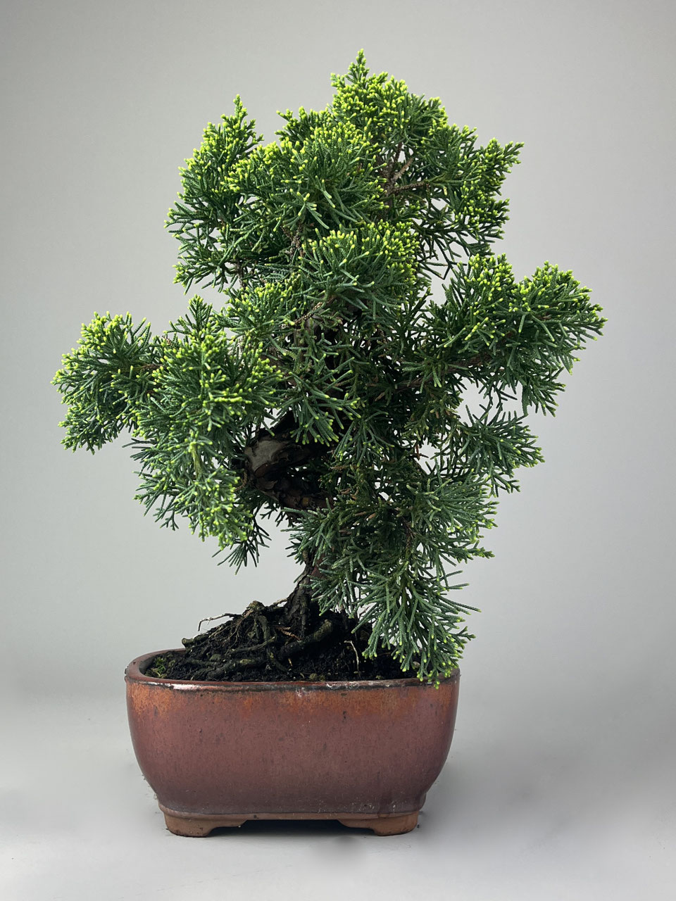 Wacholder, Juniperus, Bonsai Shop - www.bonsai-hassler.de