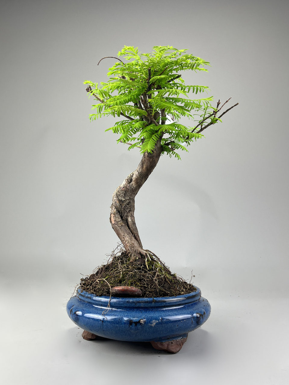 Urweltmammutbaum Bonsai Shop - www.bonsai-hassler.de