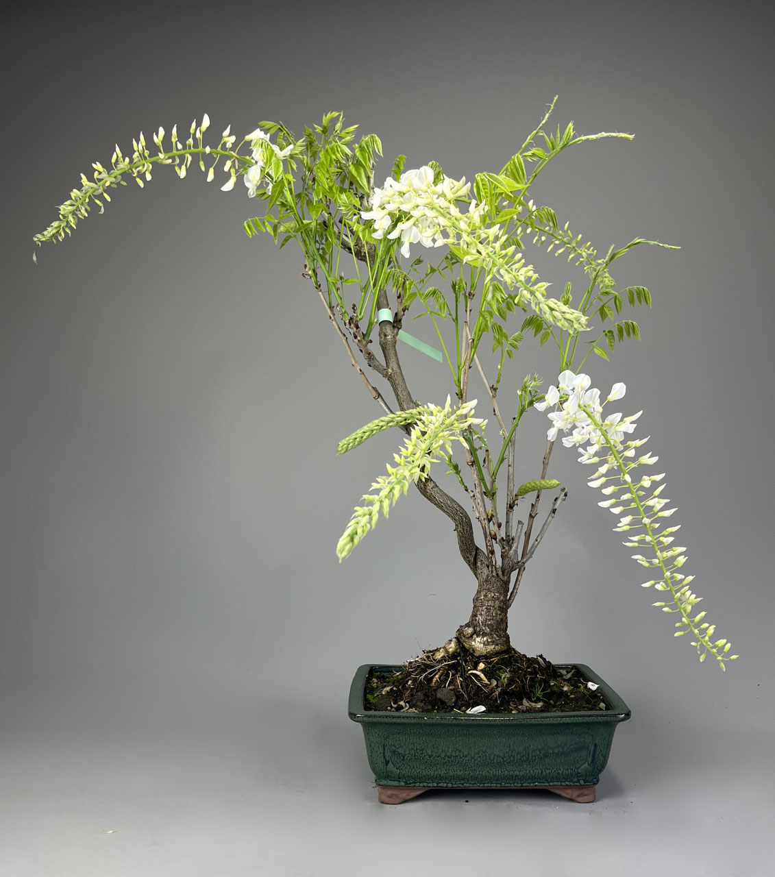 bonsai art Resilient Bonsai Tree Art