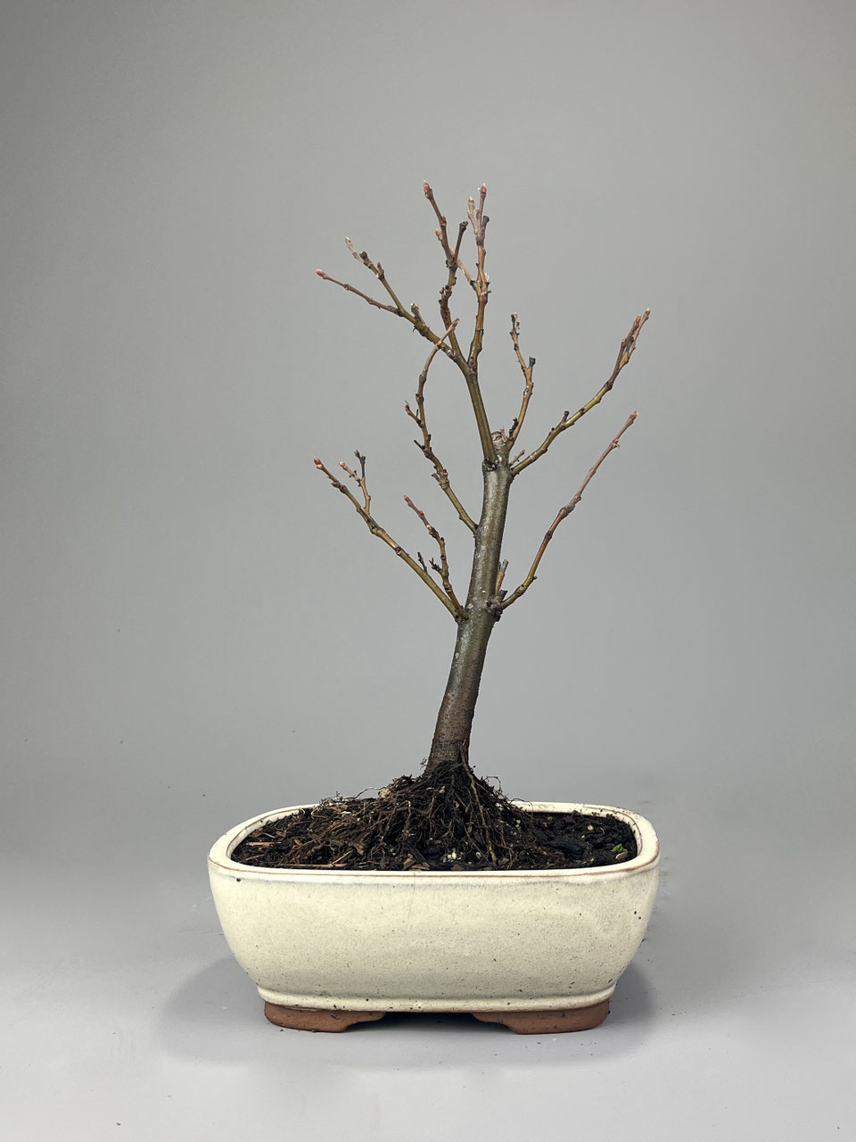 Freiland- Outdoorbonsai Shop versand - www.bonsai-hassler.de