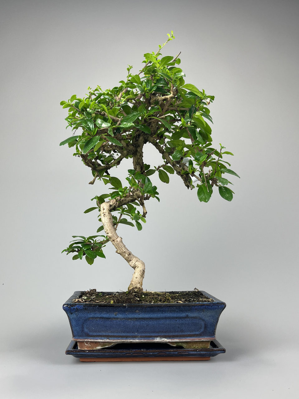 Fukientee Carmona Onlineshop - www.bonsai-hassler.de