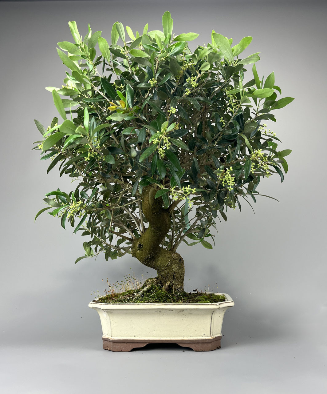 lbaum / Olivenbaum Bonsai Shop - www.bonsai-hassler.de