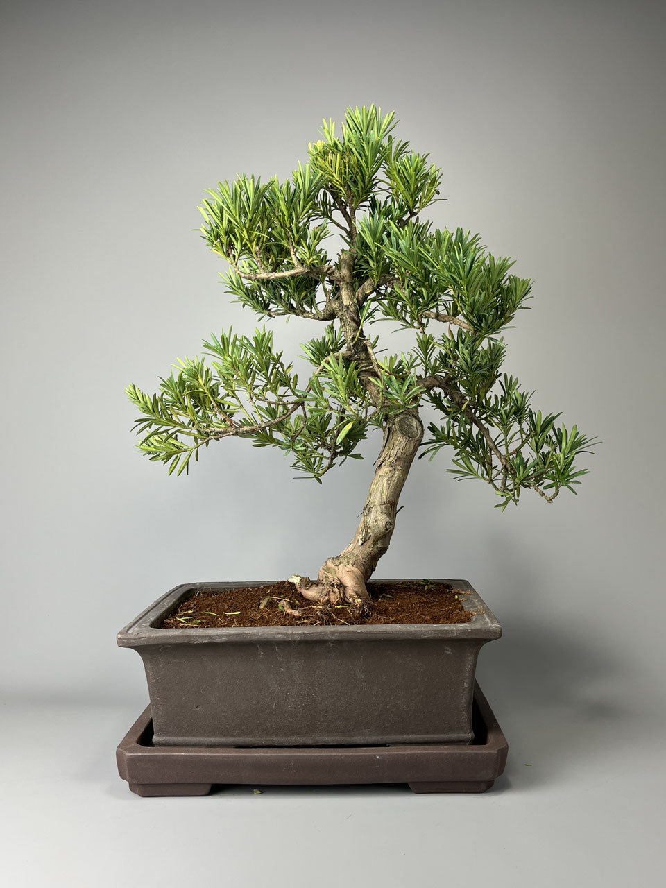 thuja smaragd 120 140 Lebensbaum Thuja occidentalis Smaragd 120-140 cm Höhe Ballenware