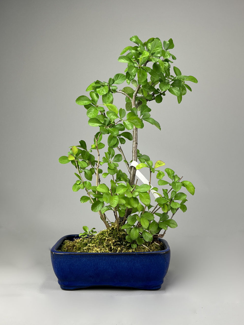 dehner efeu fertighecke Efeu 'Woerner' (Fertighecke) kaufen | Hedera helix 'Woerner' main image 1