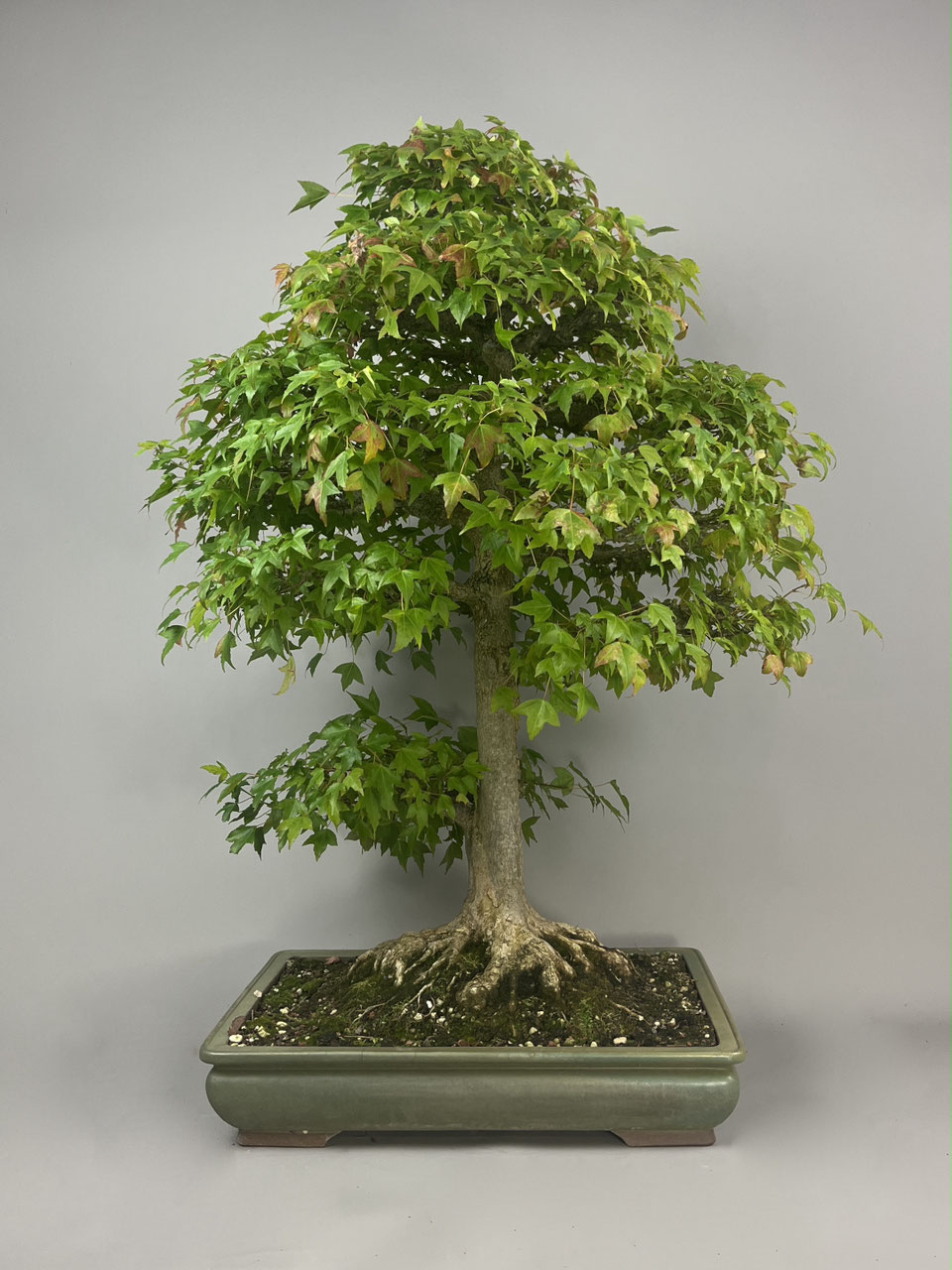 Dreispitzahorn Bonsai shop - www.bonsai-hassler.de