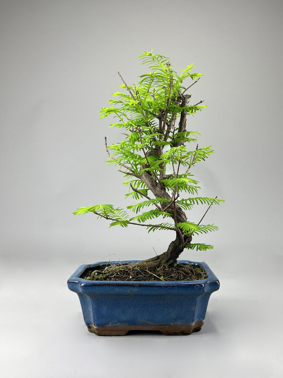 Urweltmammutbaum Bonsai Shop - www.bonsai-hassler.de