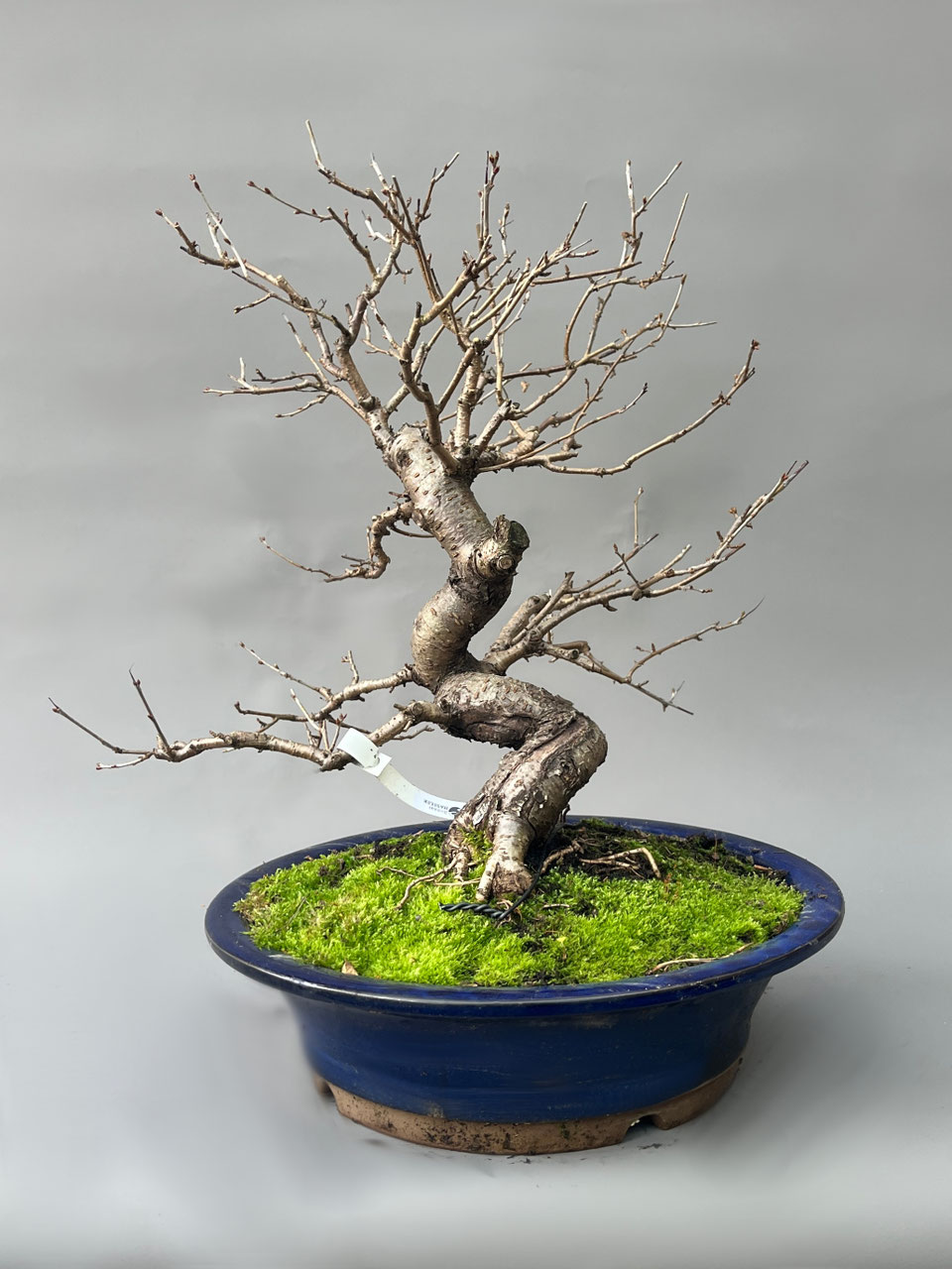 Steinweichsel Felsenkirsche, Prunus mahaleb Bonsai - www.bonsai-hassler.de