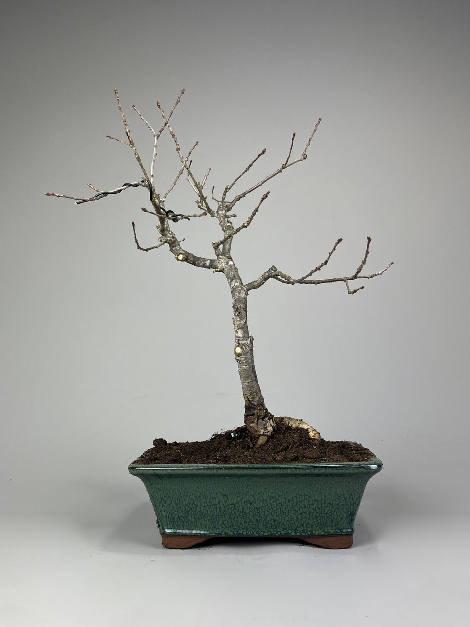 Stieleiche, Quercus robur Bonsai-Shop - www.bonsai-hassler.de