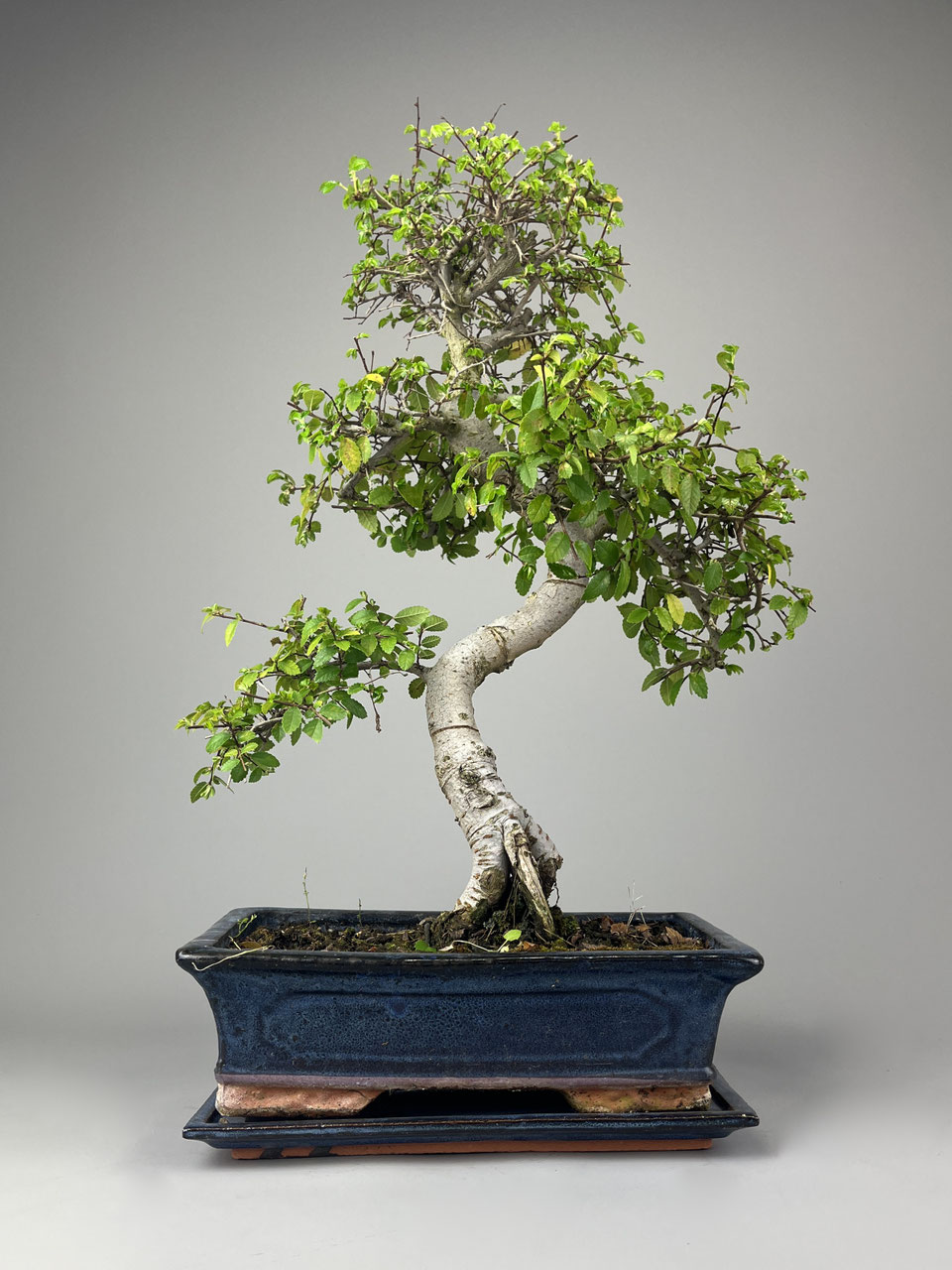 Chinesische Ulme Ulmus Onlineshop - www.bonsai-hassler.de