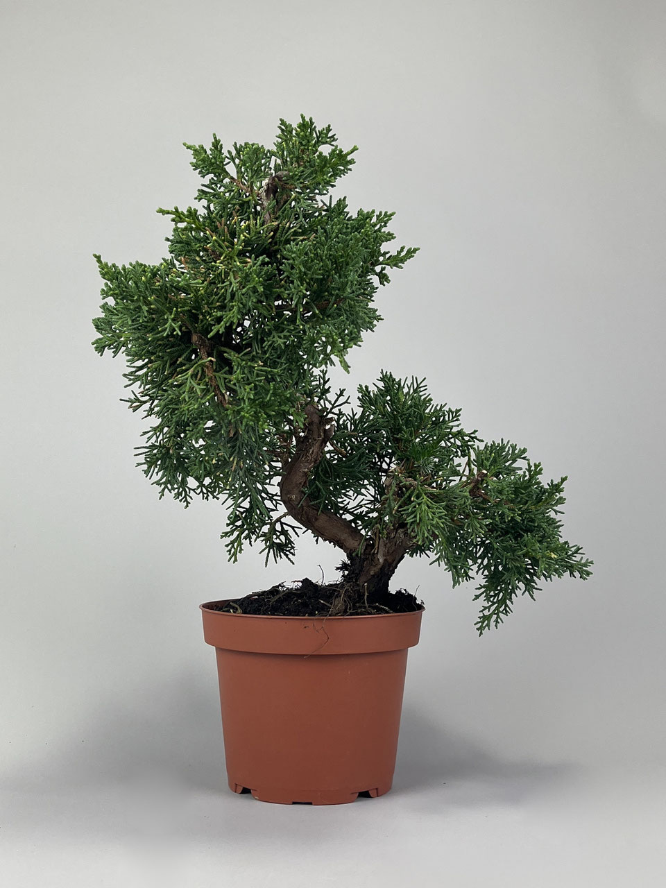 Bonsai Rohlinge: Versandhandel Shop - www.bonsai-hassler.de