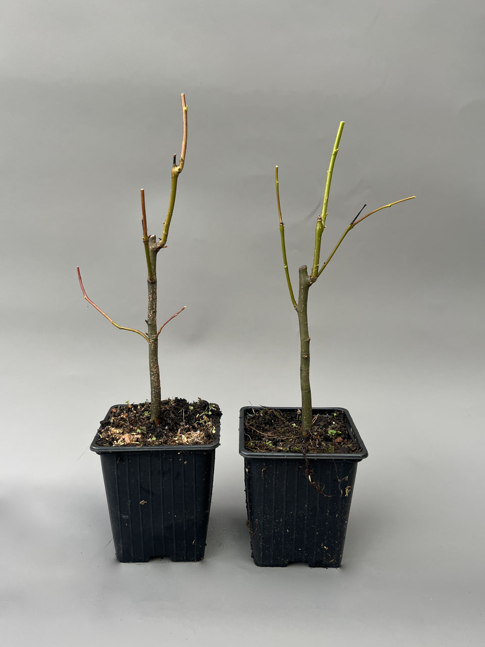 Jungpflanzen: Bonsai kaufen im Shop - www.bonsai-hassler.de