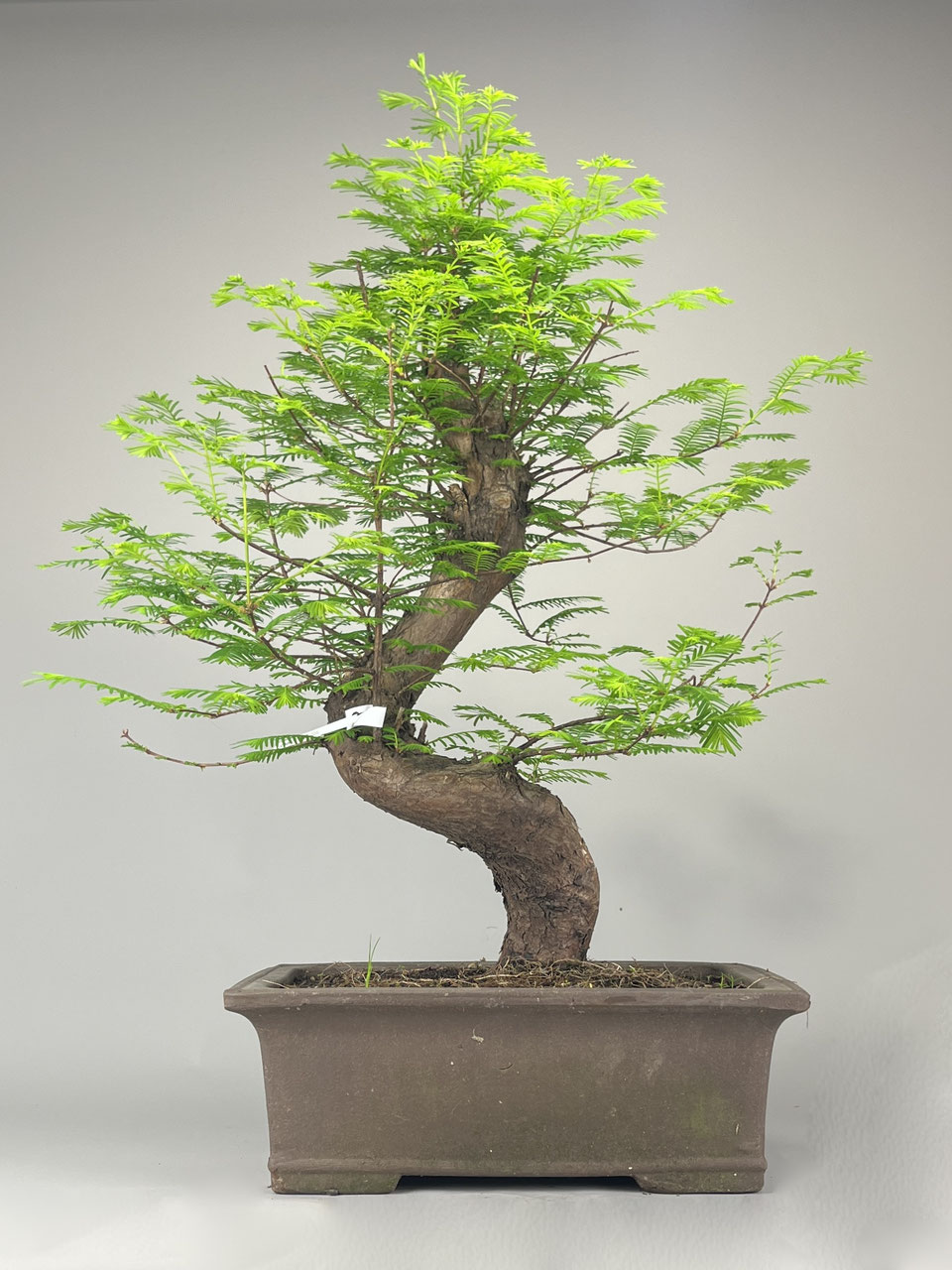 baumschule eibe Taxus baccata Heimische Eibe (10 Pflanzen) – Baumschule Spiess main image 1