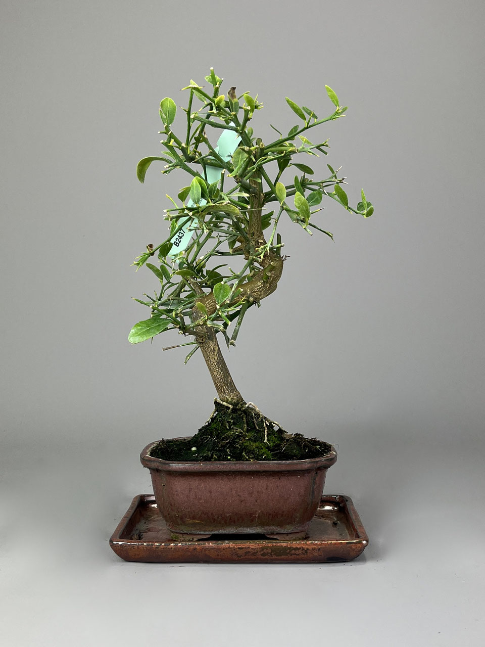 bonsai tree magazine Bonsai Magazine - Bonsai Clubs International - Sept-Oct 1998