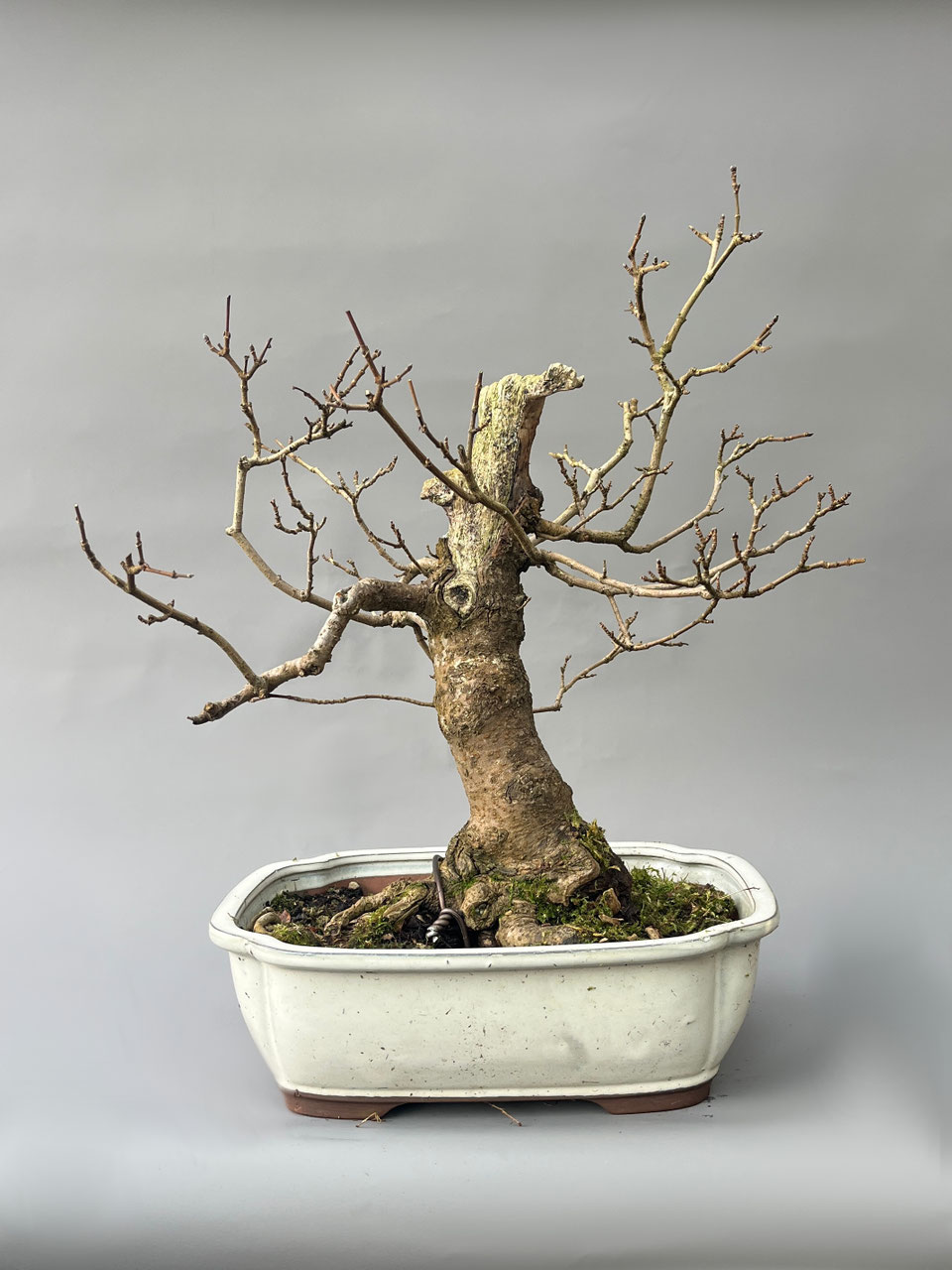 Ahorn in Sorten, Web / Online Shop - www.bonsai-hassler.de