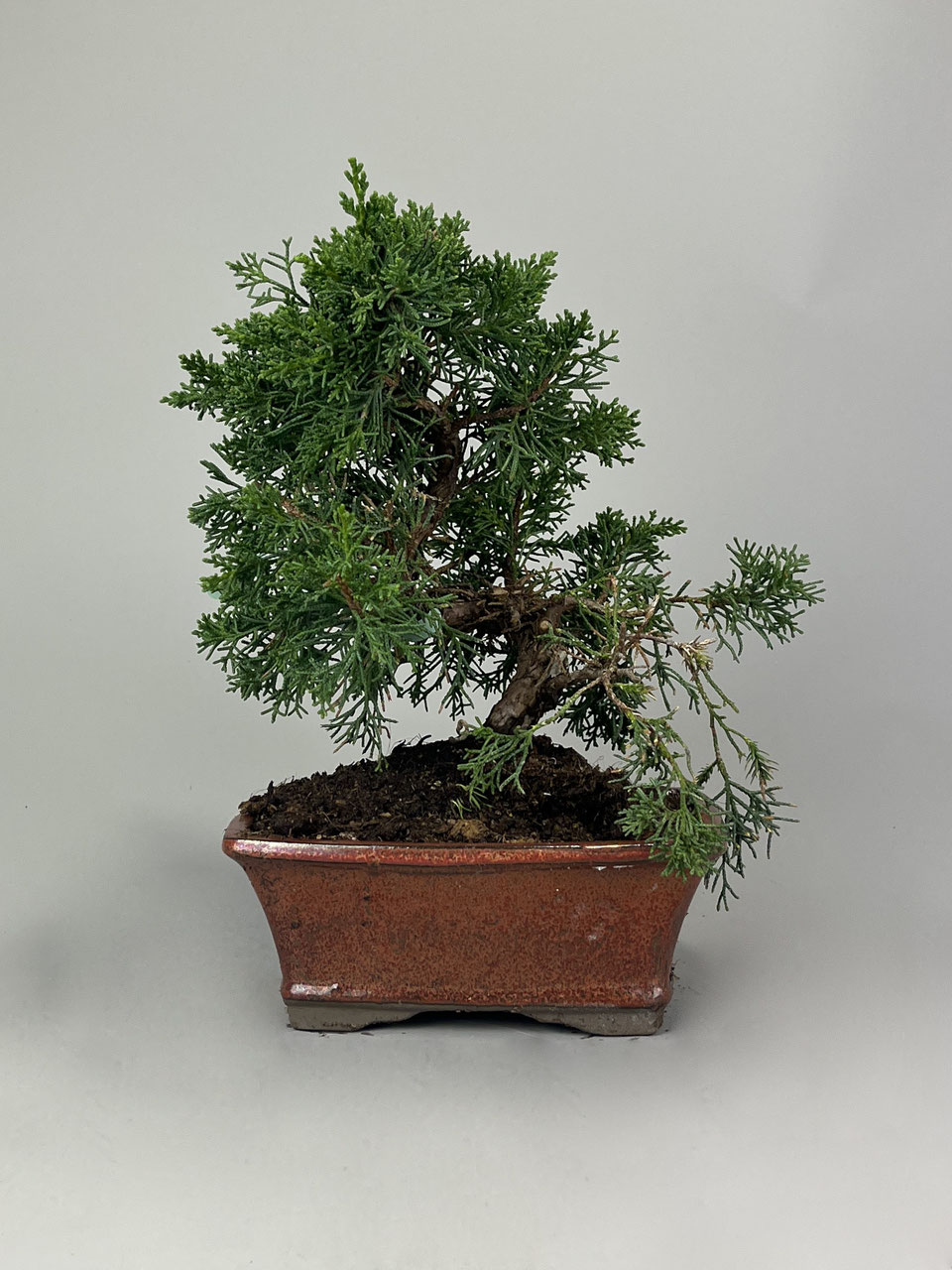 Wacholder, Juniperus, Bonsai Shop - www.bonsai-hassler.de