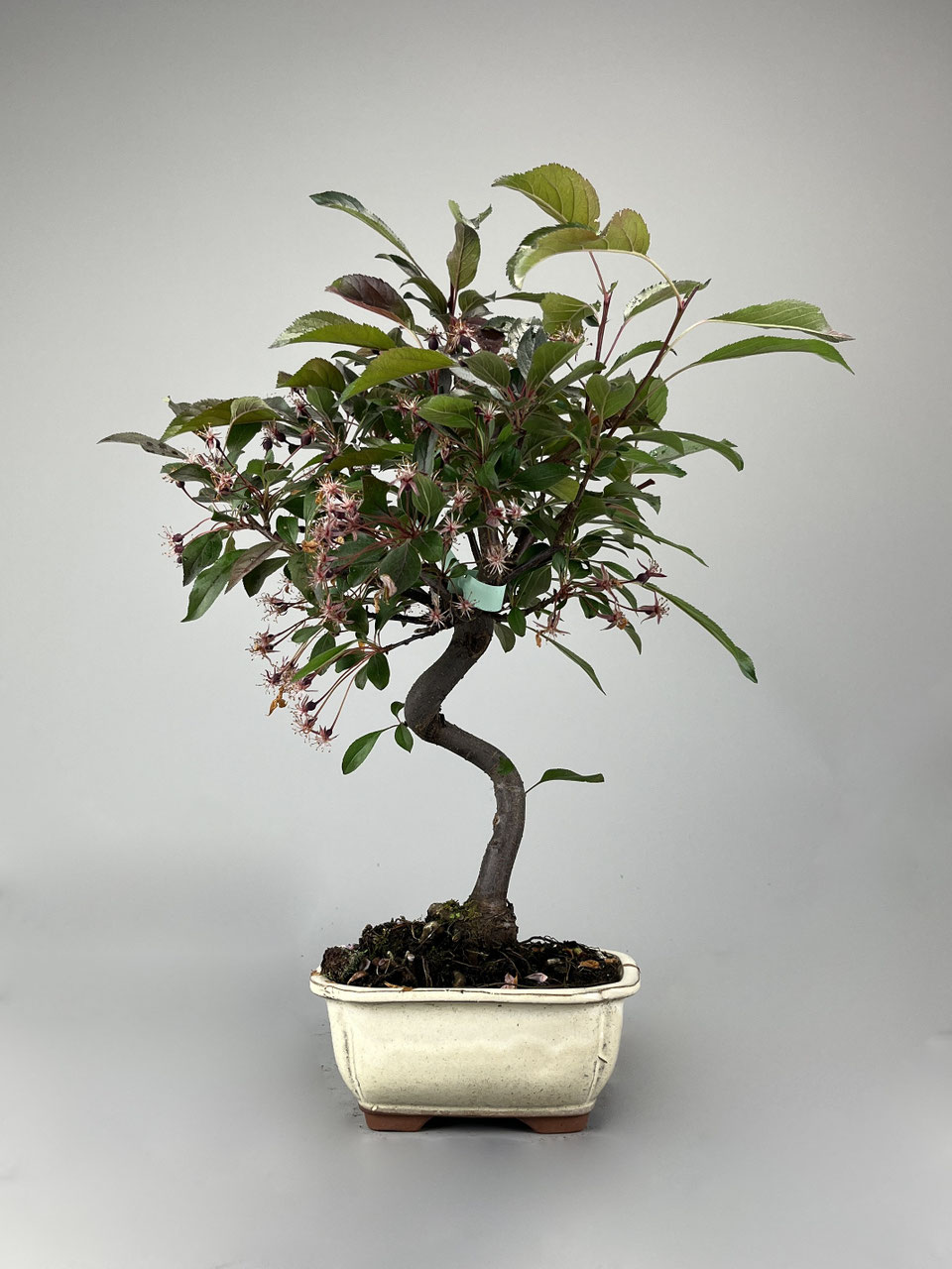 jita bonsai Bonsai Display Jita main image 0