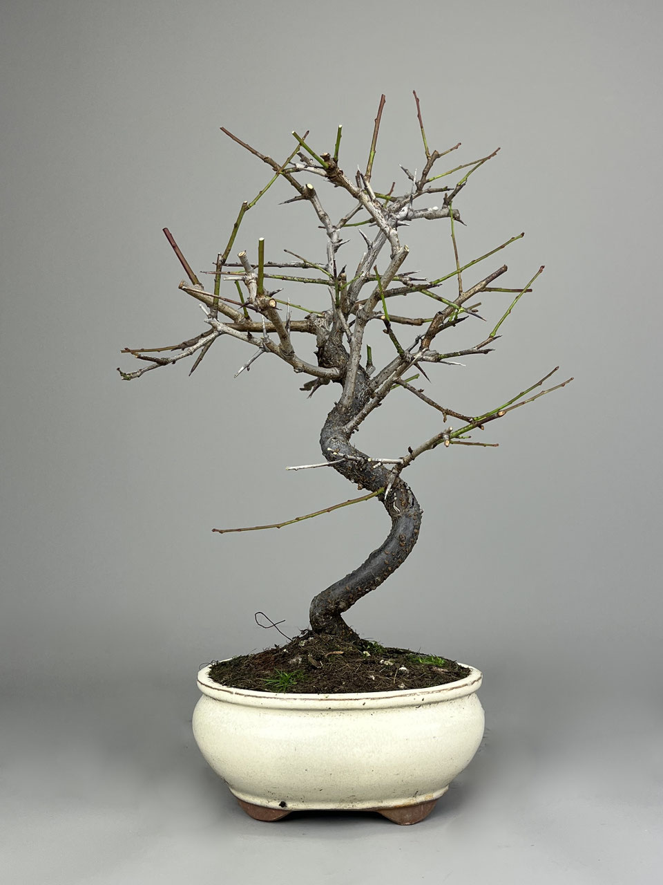 Kirsche Prunus in Sorten - www.bonsai-hassler.de
