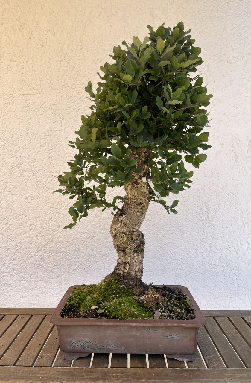 Korkeiche, Quercus suber, Bonsaishop - www.bonsai-hassler.de
