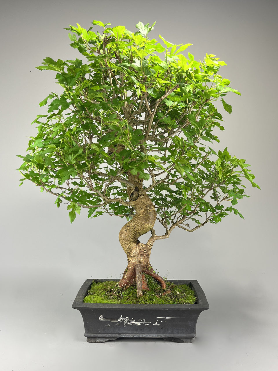 Maulbeerbaum, Morus, Bonsai shop - www.bonsai-hassler.de