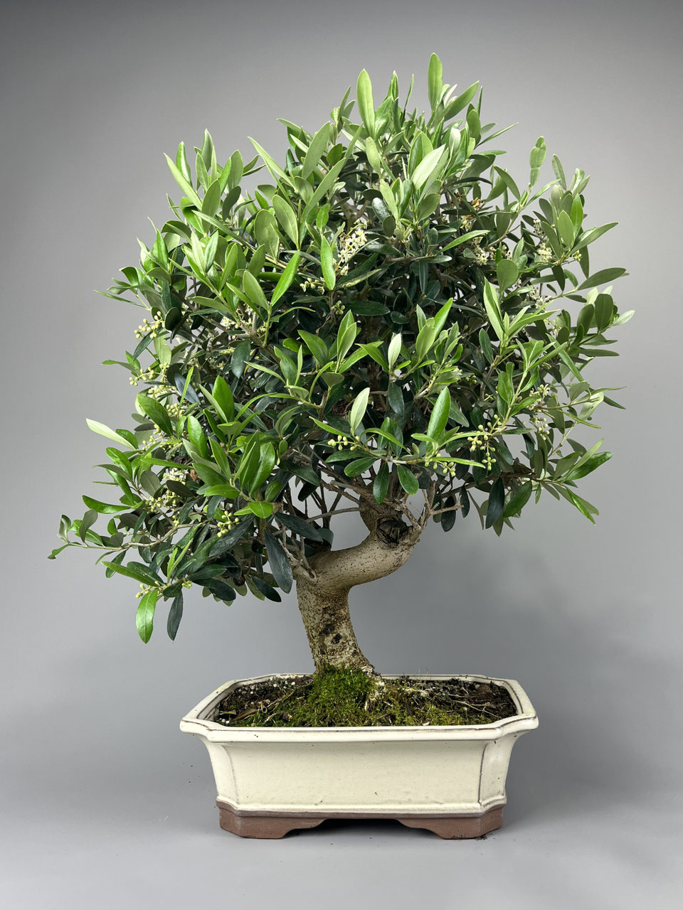 lbaum / Olivenbaum Bonsai Shop - www.bonsai-hassler.de