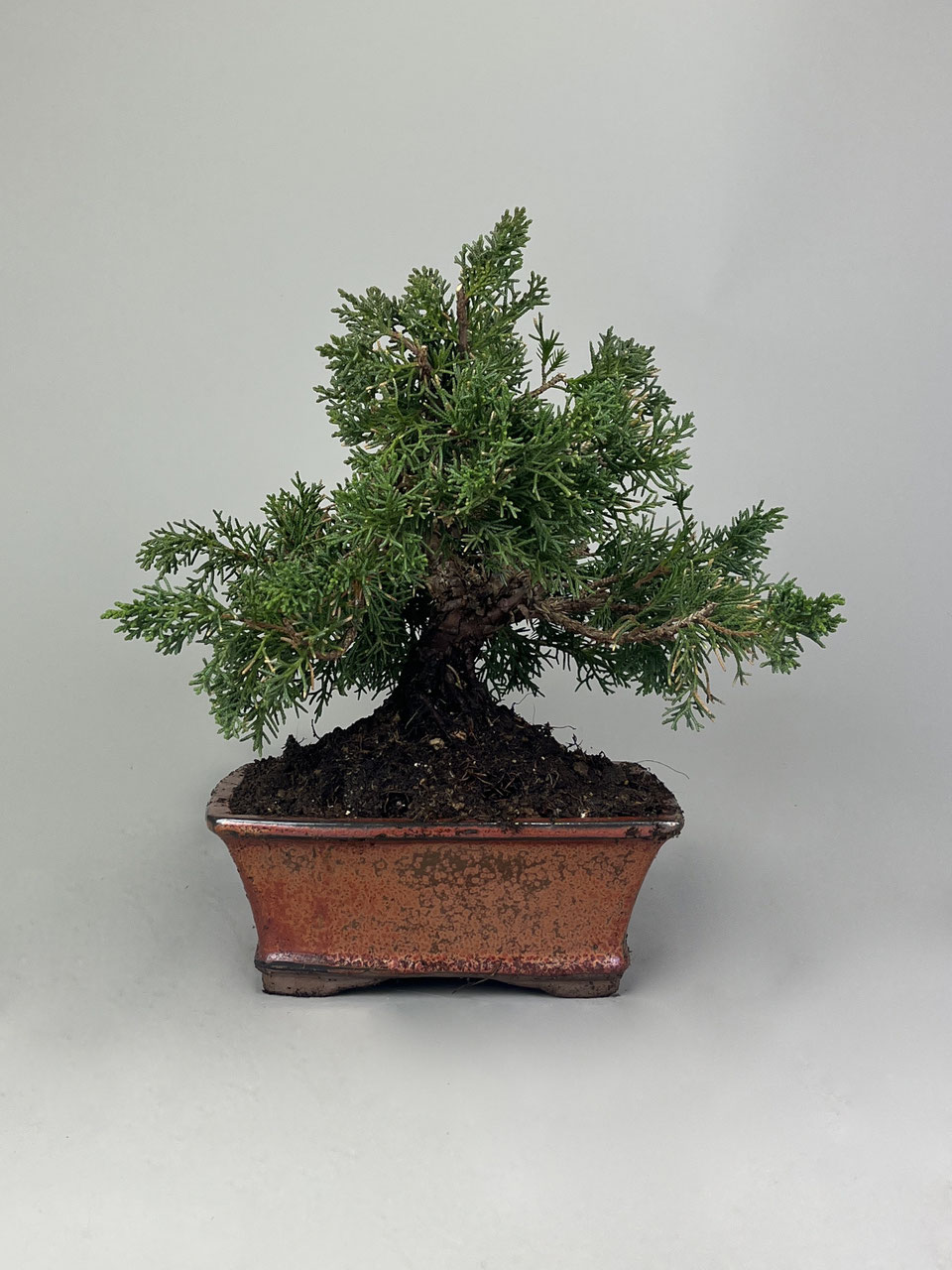 bonsai samen keimen nicht Seedeo® Chinesisches Ulme (Ulmus parvifolia) Bonsai 35 Samen main image 0