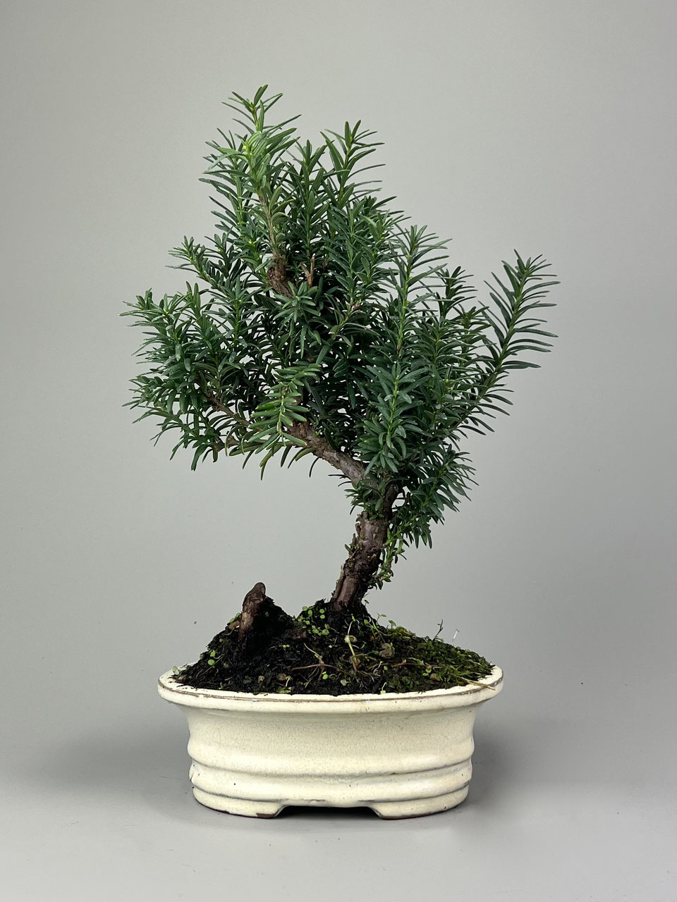 Eibe Taxus Bonsai online shop kaufen Geschenk - www.bonsai-hassler.de