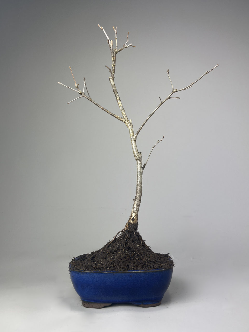 Stieleiche, Quercus robur Bonsai-Shop - www.bonsai-hassler.de