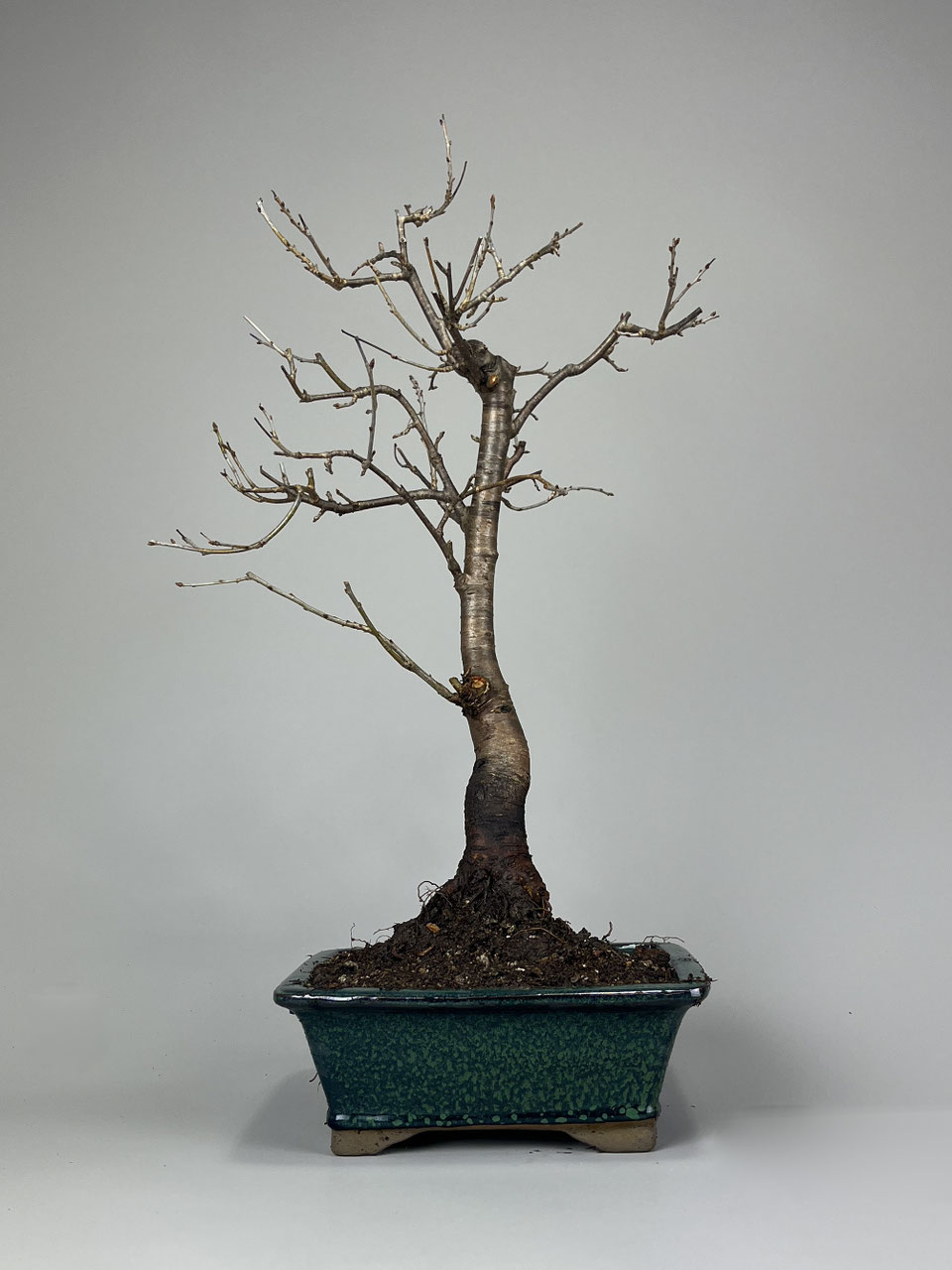 Steinweichsel Felsenkirsche, Prunus mahaleb Bonsai - www.bonsai-hassler.de