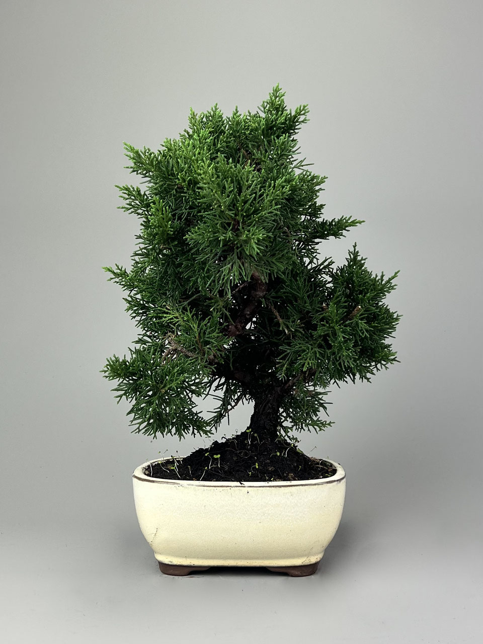 Wacholder, Juniperus, Bonsai Shop - www.bonsai-hassler.de