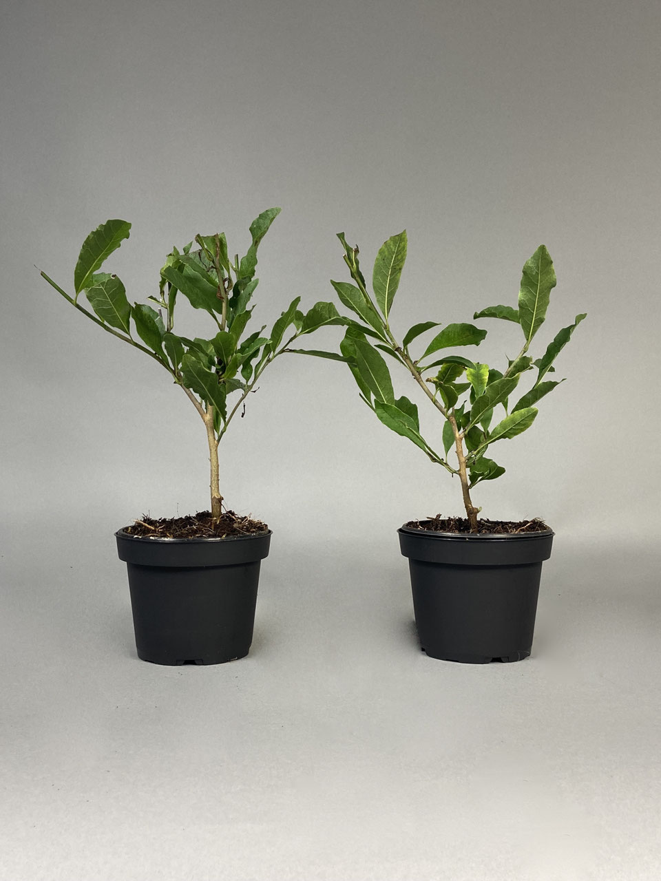 Jungpflanzen Bonsai kaufen im Shop www.bonsaihassler.de