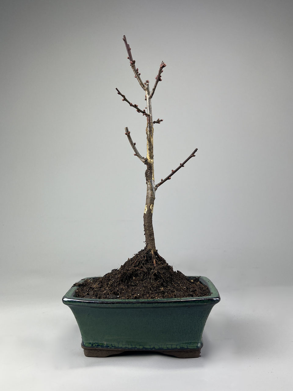 eibe bonsai schneiden Eibe Groß Bonsai