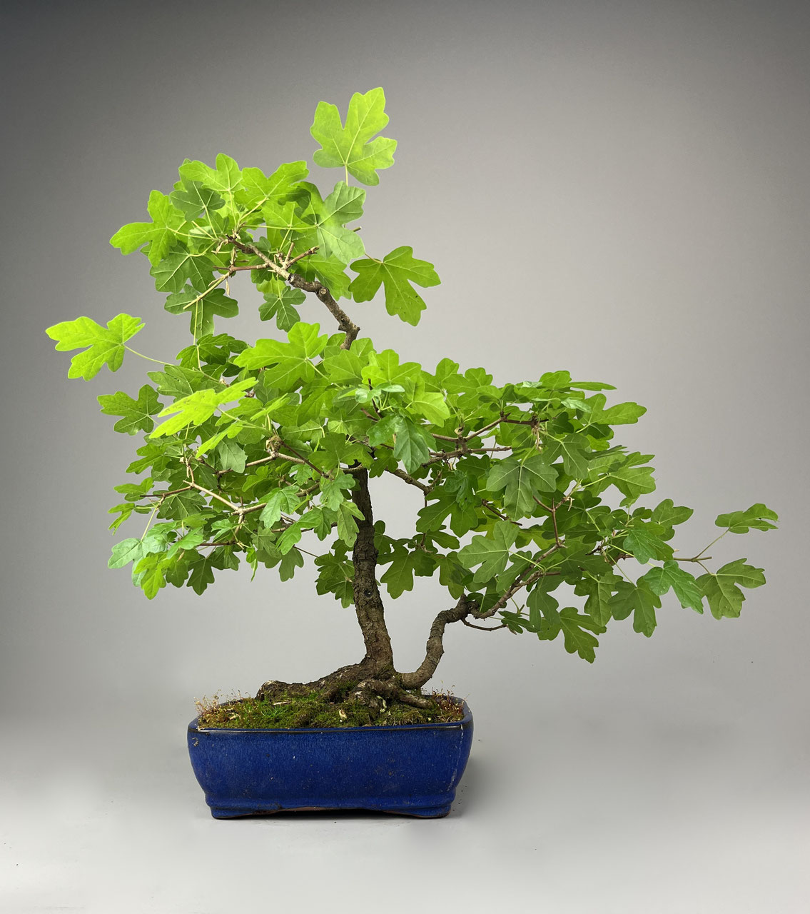 lego bonsai idealo LEGO® Botanicals 10281 Bonsai Baum main image 1