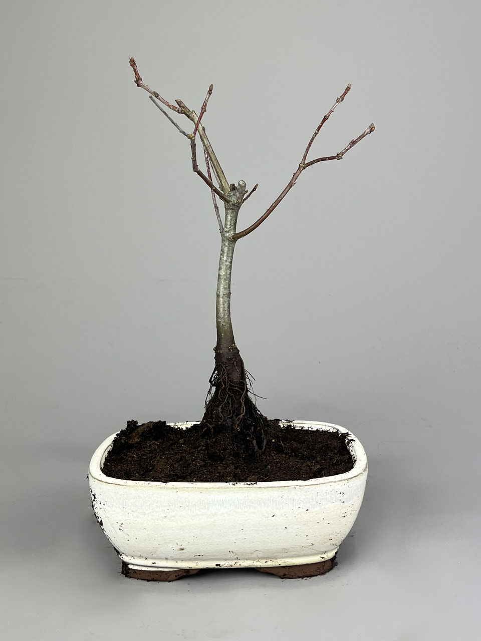 Stieleiche, Quercus robur Bonsai-Shop - www.bonsai-hassler.de