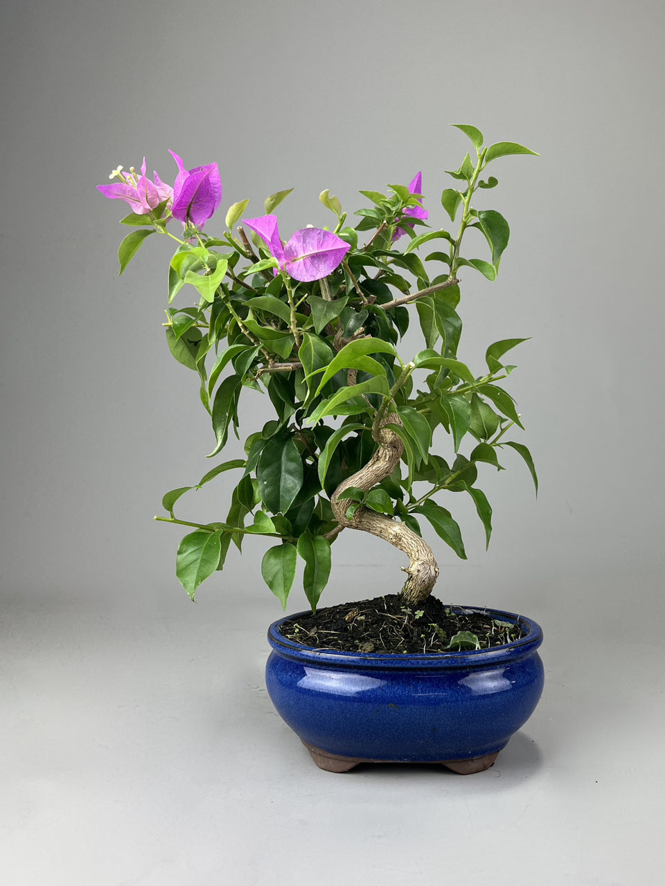 Bonsai online Versand / Shop - www.bonsai-hassler.de