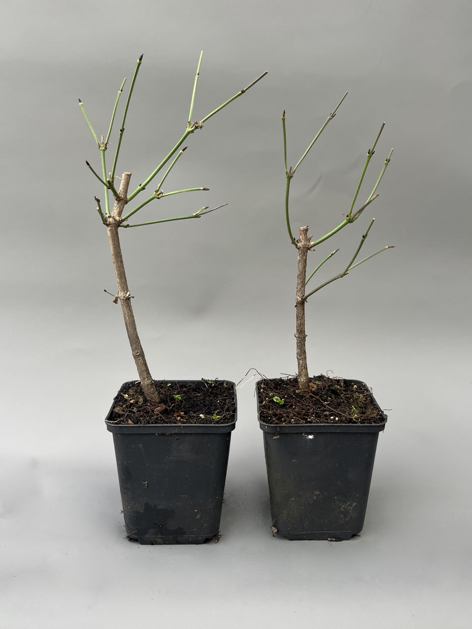 Jungpflanzen: Bonsai kaufen im Shop - www.bonsai-hassler.de