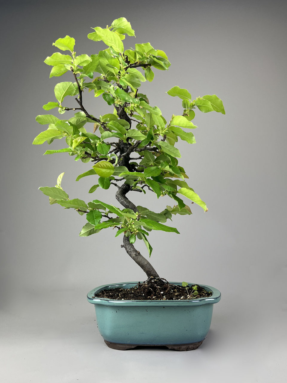 Zierquitte, Scheinquitte / Chaenomeles, Holzquitte / Pseudocydonia sinensis  - www.bonsai-hassler.de