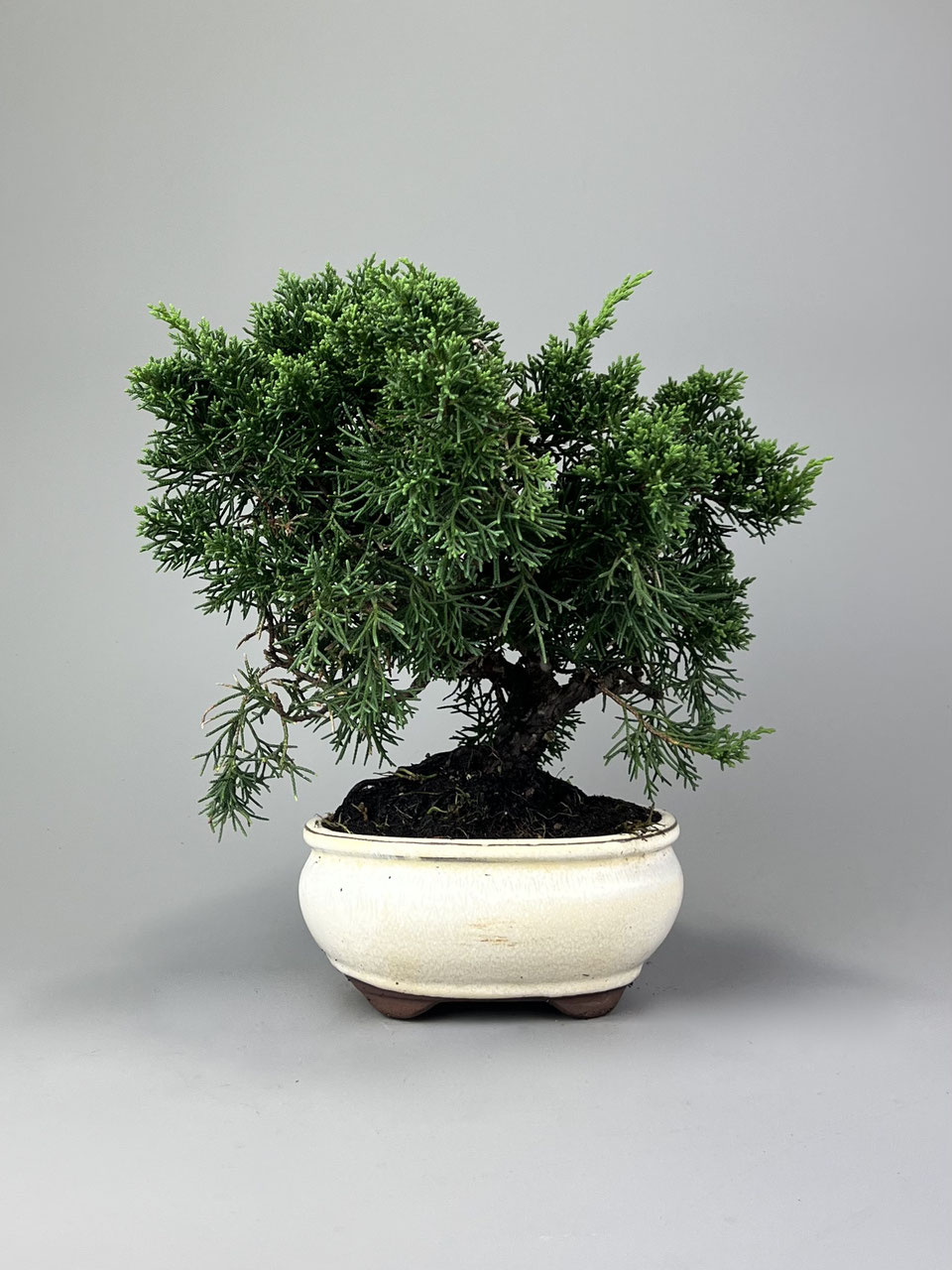 Wacholder, Juniperus, Bonsai Shop - www.bonsai-hassler.de