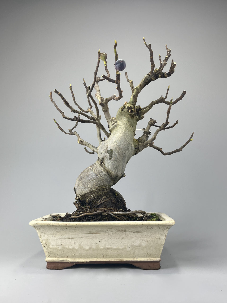 bonsai und wein saarburg Cabernet Sauvignon Grape Bonsai Tree