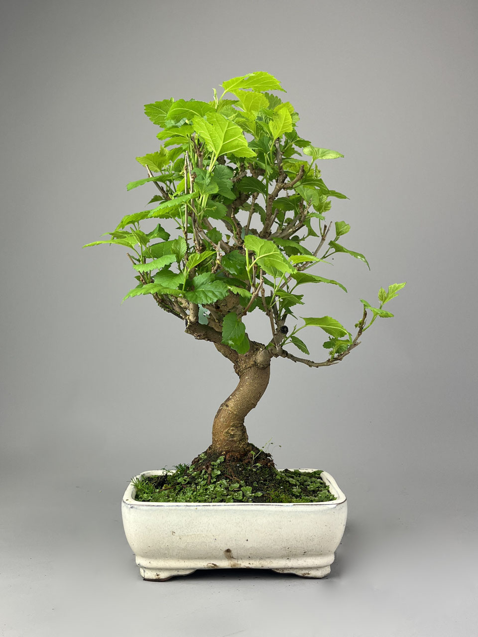 fargesia bambus winter black FARGESIA NITIDA 'Black Pearl' – Scottish Bamboo main image 1