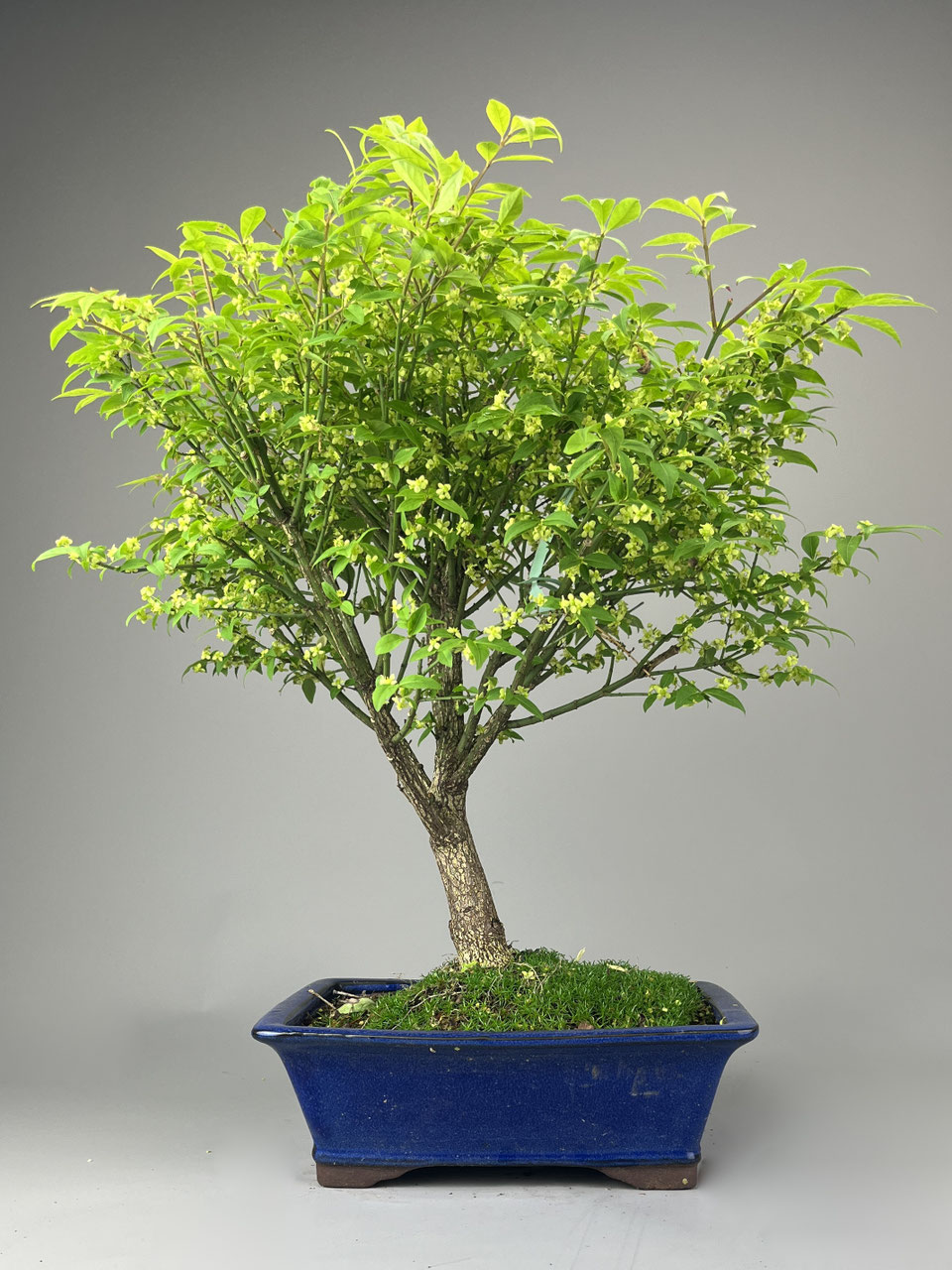 nano bonsai Dennerle Decor Box Bonsai main image 0