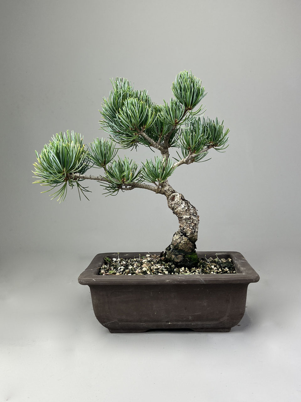Kiefer, Pinus, Geschenkidee Bonsai - www.bonsai-hassler.de
