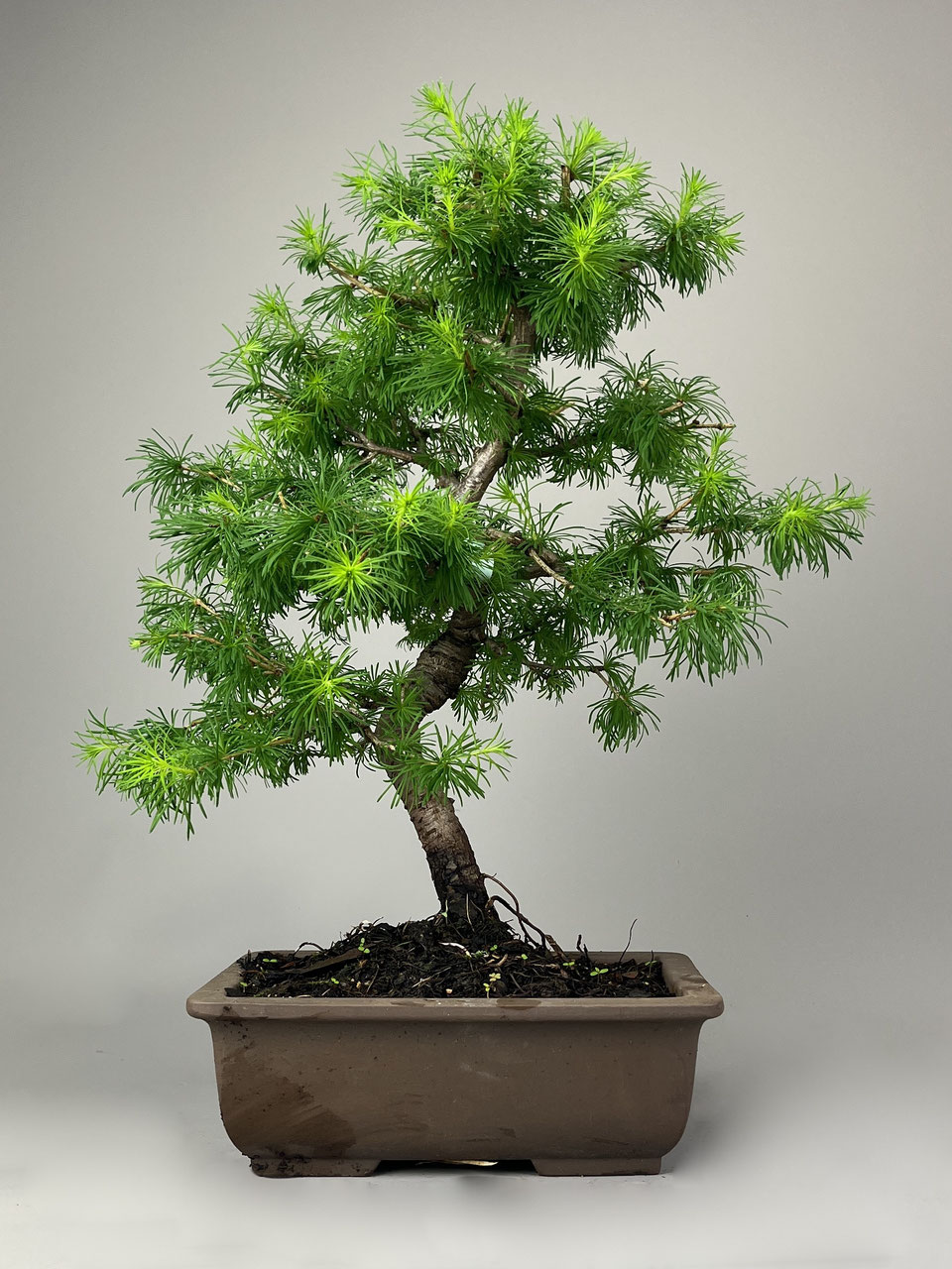 Lrchen, Larix, Bonsai Internet Shop - www.bonsai-hassler.de