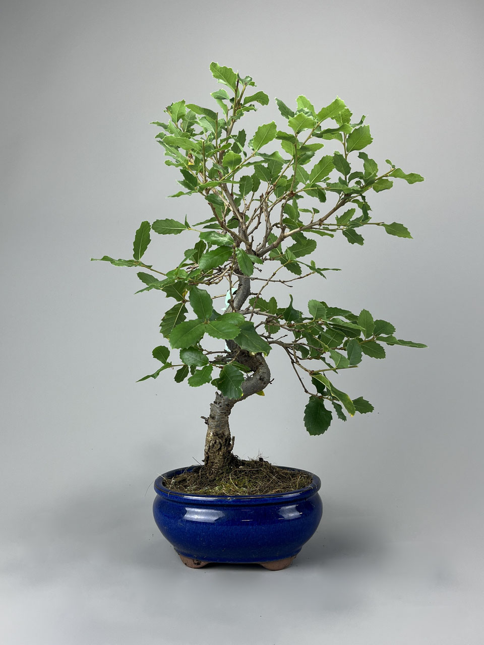 Korkeiche, Quercus suber, Bonsaishop - www.bonsai-hassler.de
