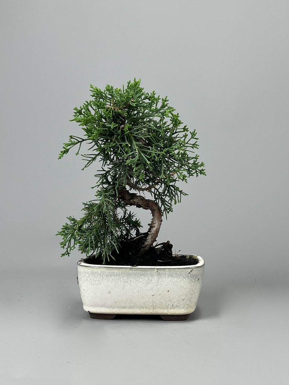 efeu polnisch Efeu - Hedera helix